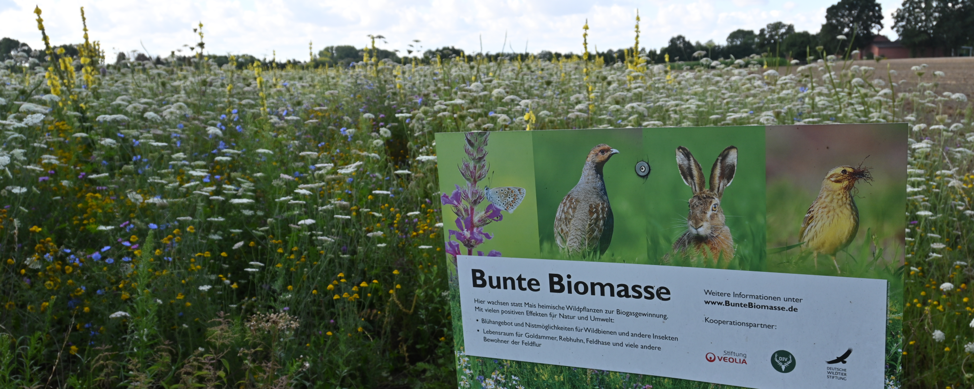 Wildpflanzenkulturen für die Energieerzeugung: Ein Gewinn für die biologische Vielfalt, den Boden und das Image der Landwirtschaft. Bild: C. Kemnade
Gastbeitrag: Bunte Biomasse als Vielfalt-fördernder Energieträger